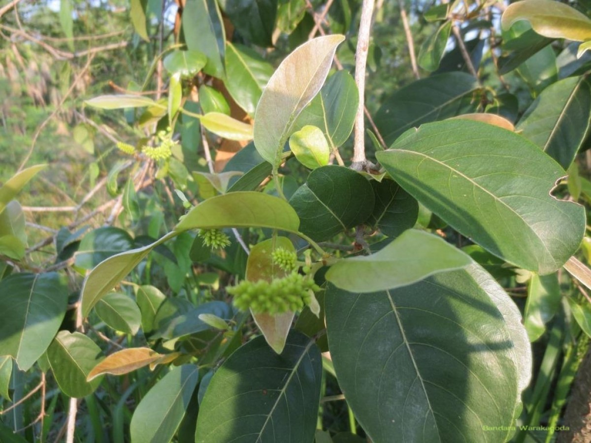 Terminalia chebula Retz.